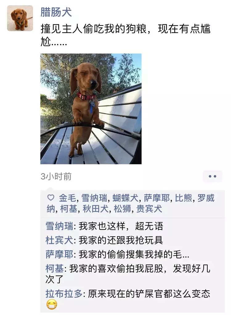 如果狗狗会发朋友圈，是什么样子？