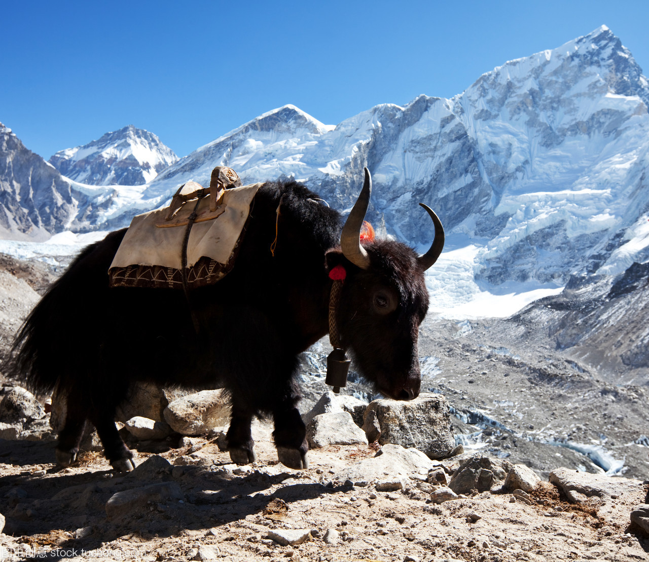 西藏什么牌子牛奶好(雪域珍品,西藏牦牛奶) - 114货源网