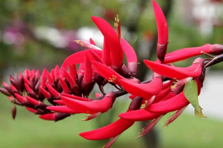 此花花色红艳夺目,远望犹如一支象牙突出于绿叶丛中,寓意着荣耀