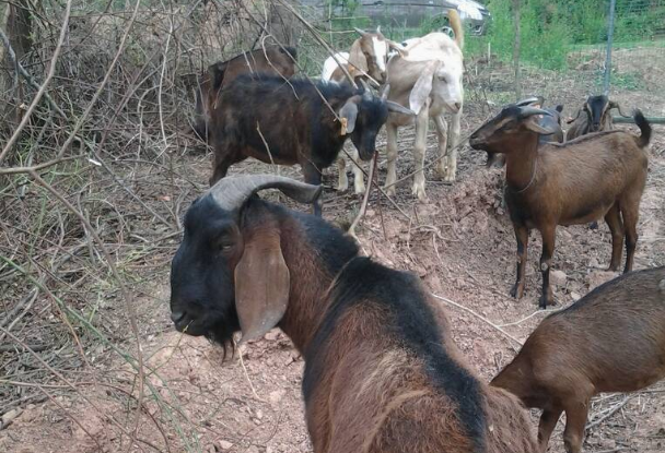 2母系:简州大耳羊的母系为简阳本地山区母羊(俗称火疙瘩羊),成年母羊
