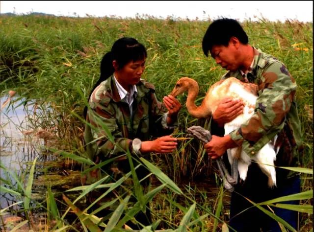 上海歌舞团舞蹈优雅的舞姿《朱鹮》,向观众细腻地讲述了一个故事