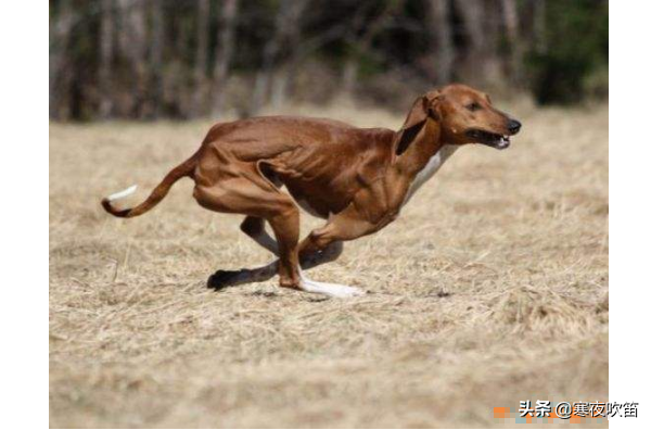 世界十大最贵的狗 罗秦犬排第一，价值4.8万元