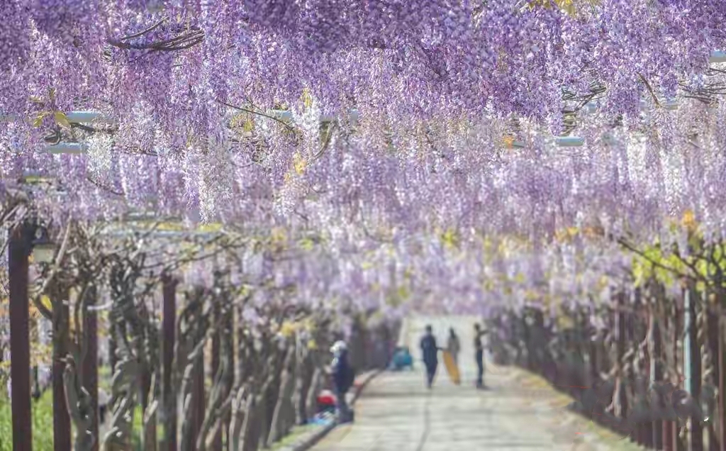 紫色花有哪些（2７种不同品类紫色鲜花大盘点）