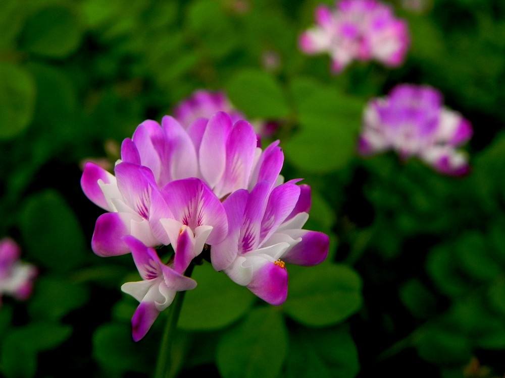 紫英仙株图片图片