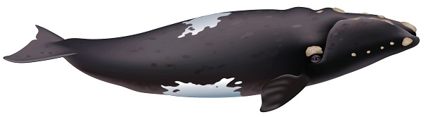 北极露脊鲸(千斤重“蛋”却濒临绝种 北太平洋露脊鲸：海洋太吵，对象难找)
