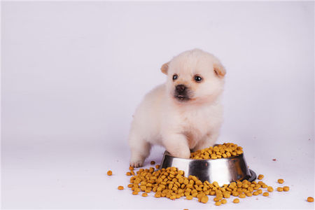 狗粮测评，6款热门狗粮怎么选？