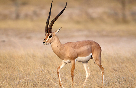 图2为原生于阿拉伯半岛的山瞪羚}巴基斯坦印度河流域印章上的动物,是