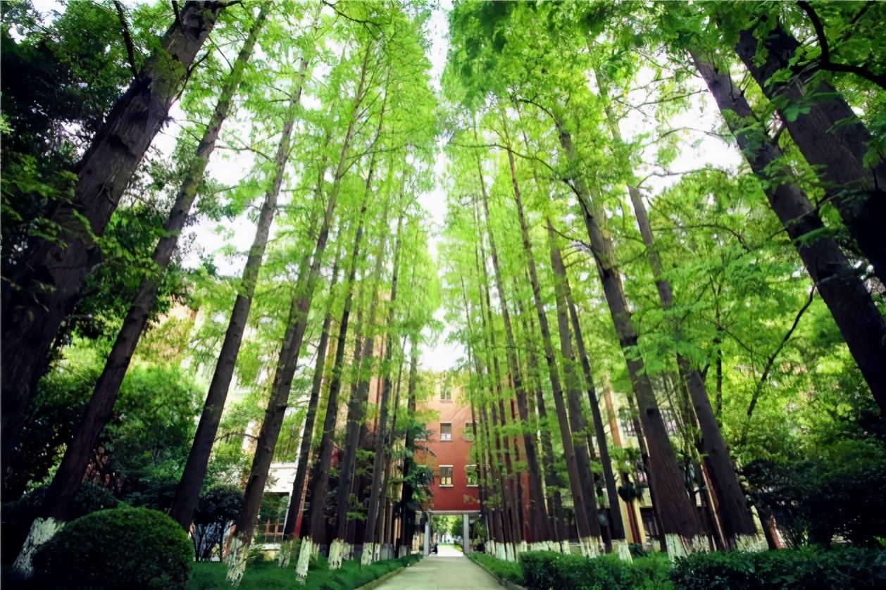 直博清华！上海“学霸天团”：长年霸占“第一宝座”，还人手一份保研offer！