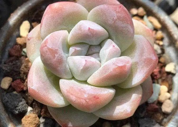 多肉植物呀丨多肉植物种类品鉴,景天专场(一)