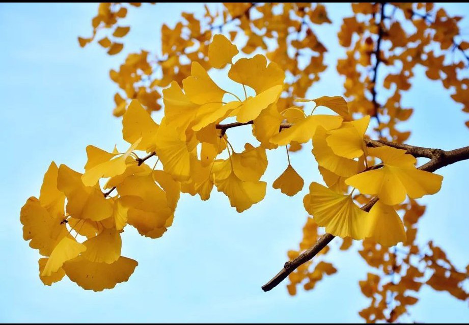 13银杏树叶的故事寓意 _飞翔号
