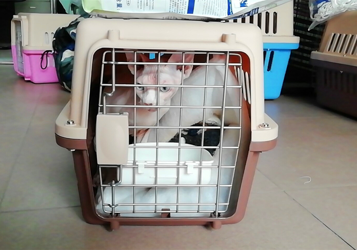 车票开抢，主人与猫咪都要回家？应知宠物托运的两大注意点