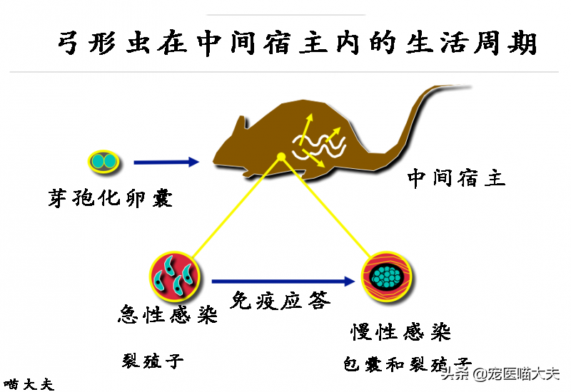 宠物健康：如何诊断、治疗猫弓形虫病？