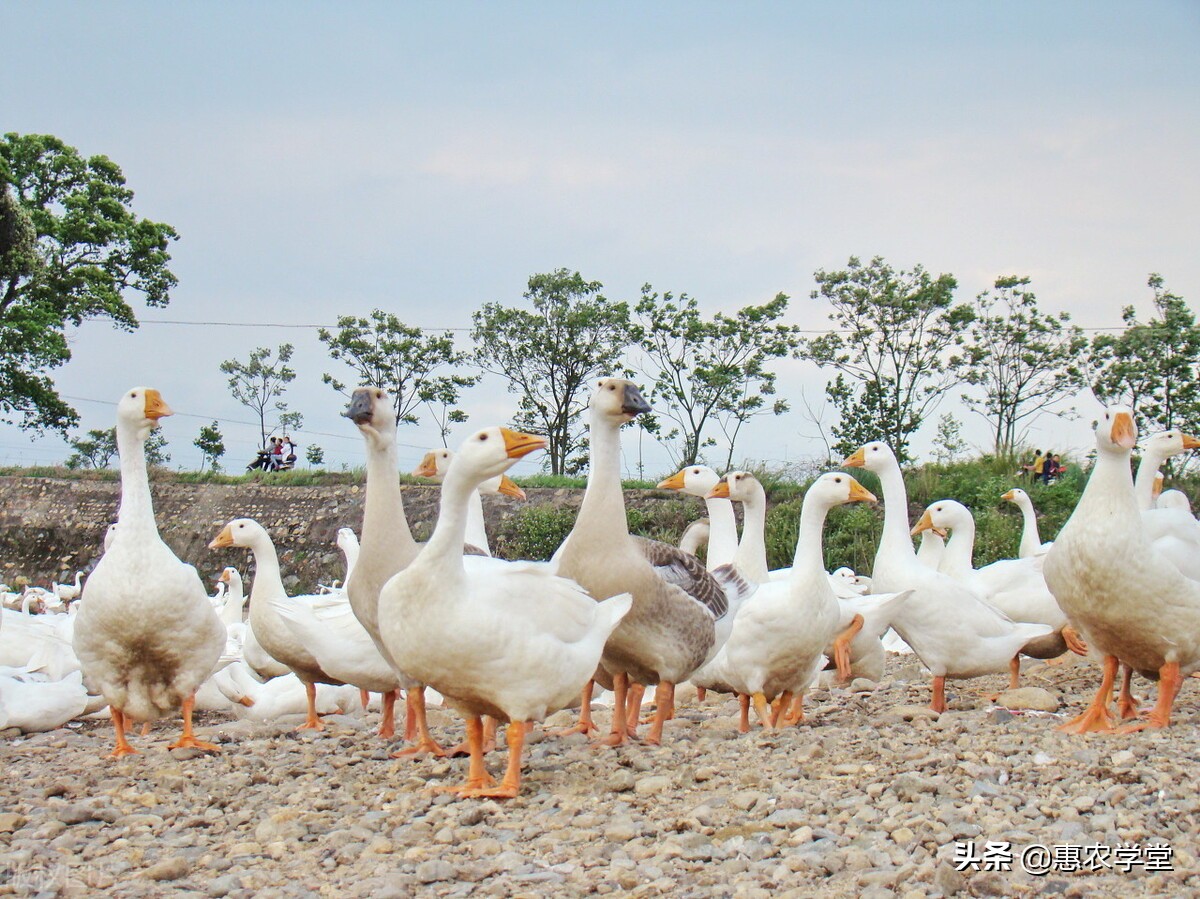 养殖业补贴（农村养殖什么时候有补贴）