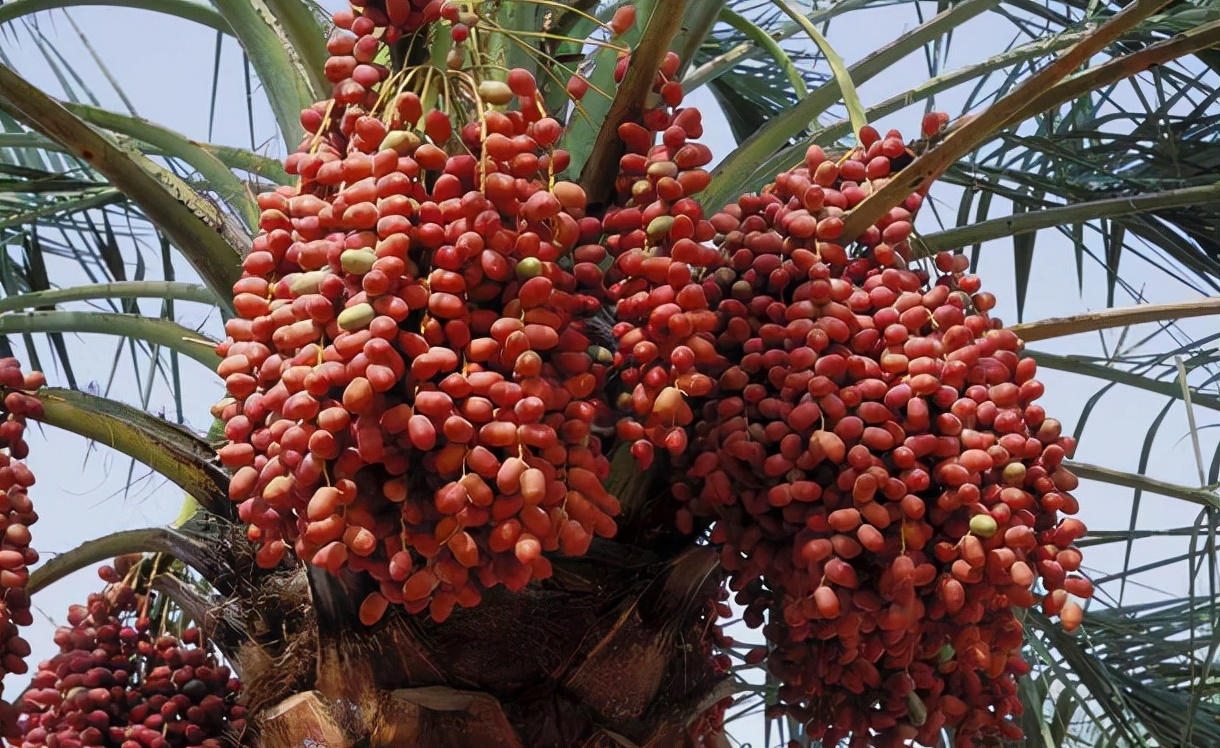 椰枣树图片(挂树上似葡萄) - 赤虎壹号