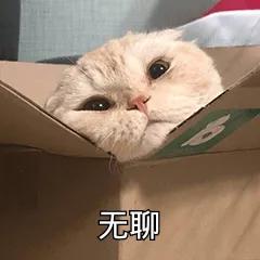 猫咪表情包 无聊的一天