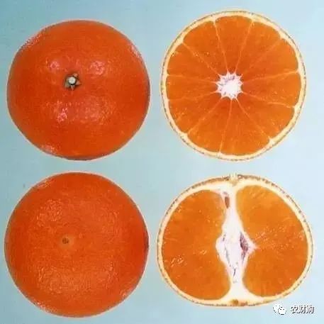 冬肥备了吗？80元一包还包邮的大牌有机生物菌肥来看看