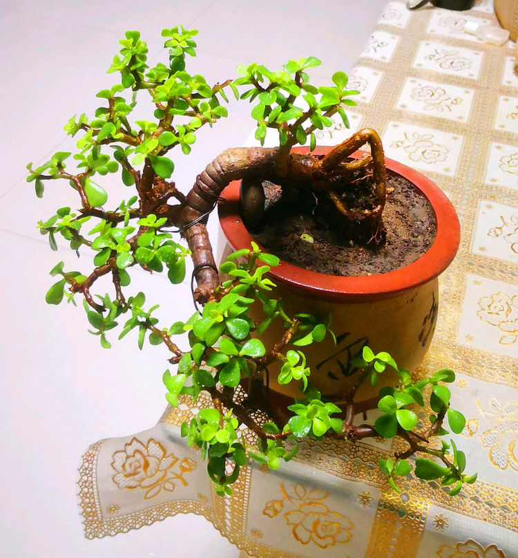 金枝玉叶花卉（金枝玉叶有6怕，难怪叶片哗哗掉，避开枝叶紧凑，二三年成老桩）