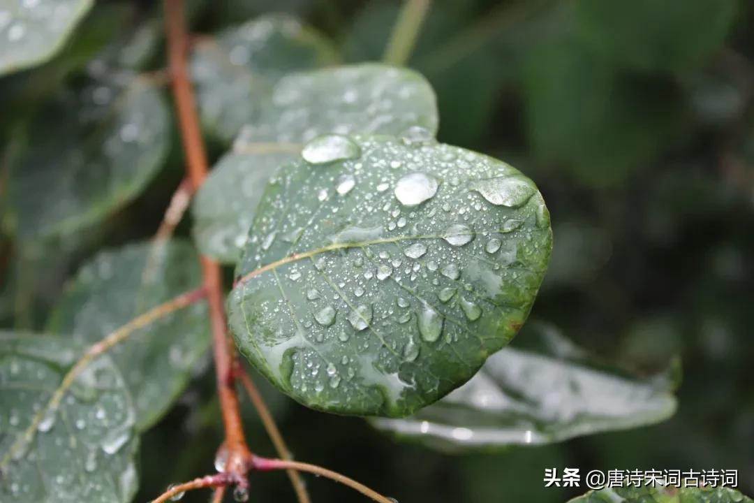 雨里有四季，雨里有年华