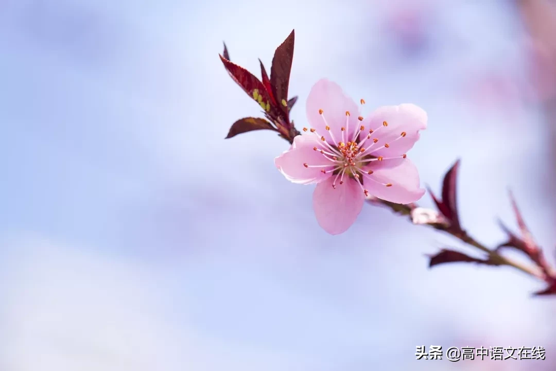 最美古诗词：愿你在今后的日子里，苦尽甘来，不负韶华不负卿