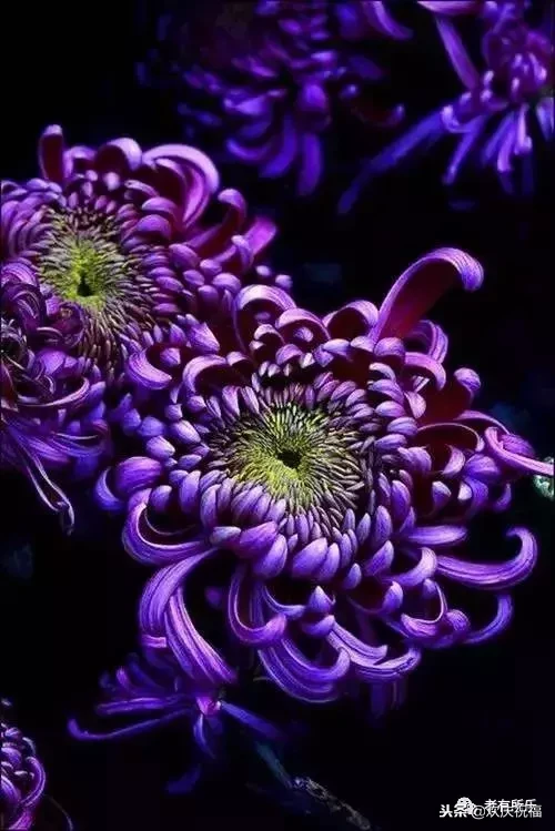 万花凋谢，秋菊傲霜（太美了！）