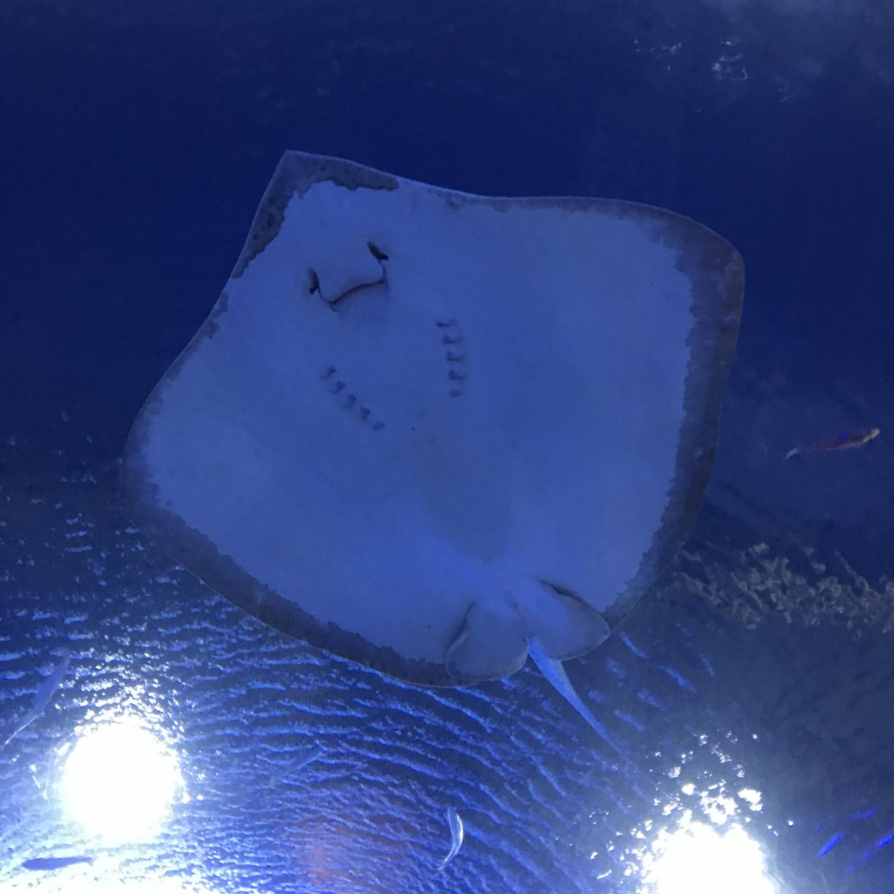 鳐鱼怎么读(盘点深海里的恐怖生物,蝠魟鲼鳐你认识哪个?