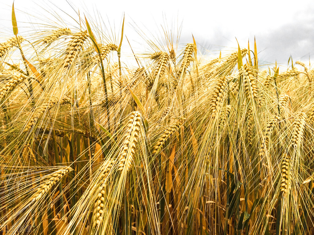 玉米“两极分化”，即将大跌？小麦大豆疯狂走高，潜在风险来袭？