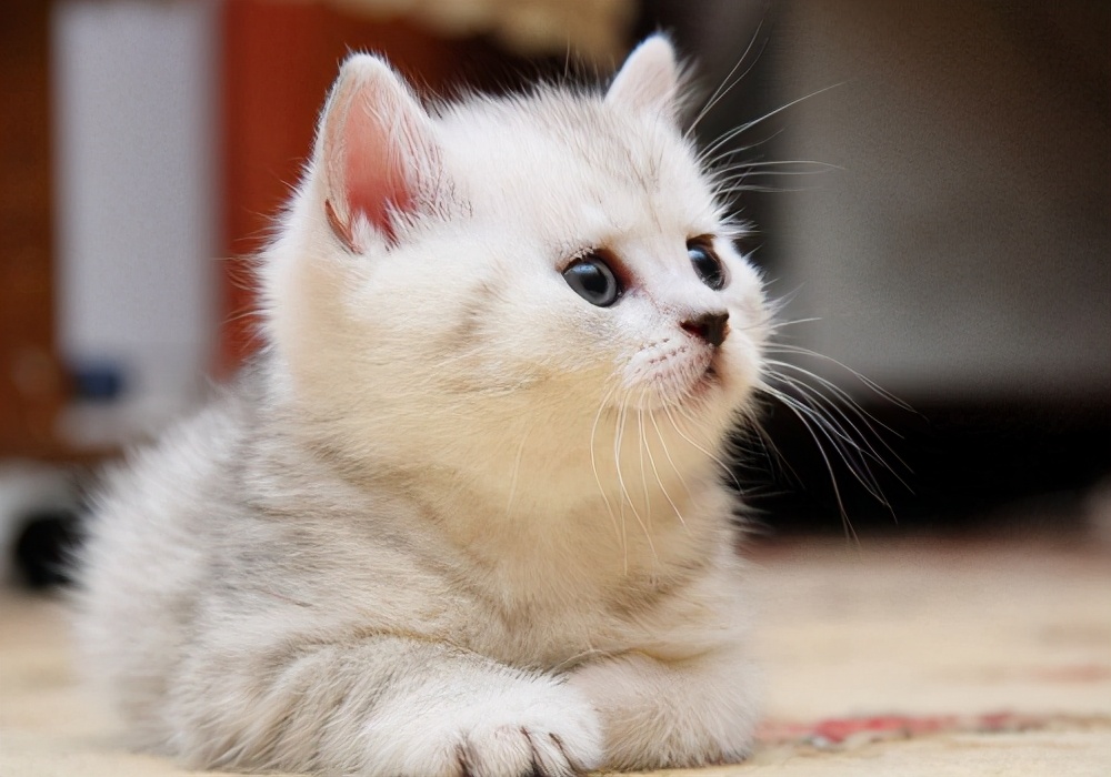 如何挑选一只纯正英国短毛猫？我有小妙招