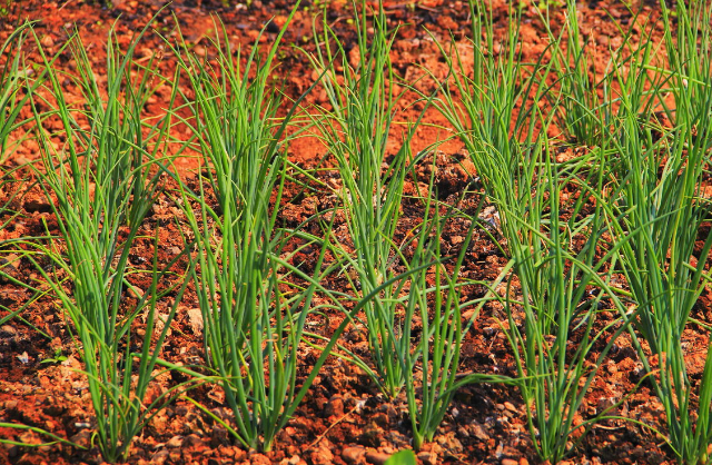 根茎类大全图片(关于一些常见的根茎类蔬菜)