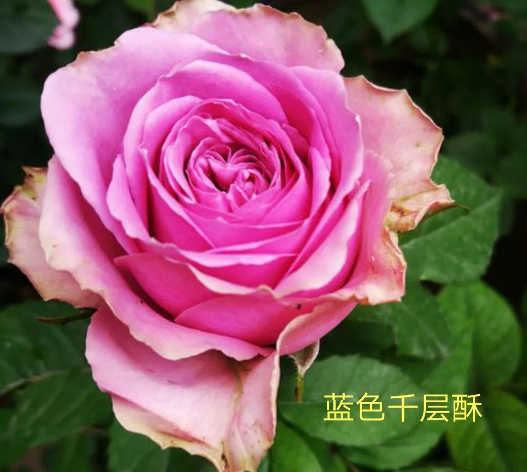 白荔枝玫瑰花语是什么（常见切花月季一览）