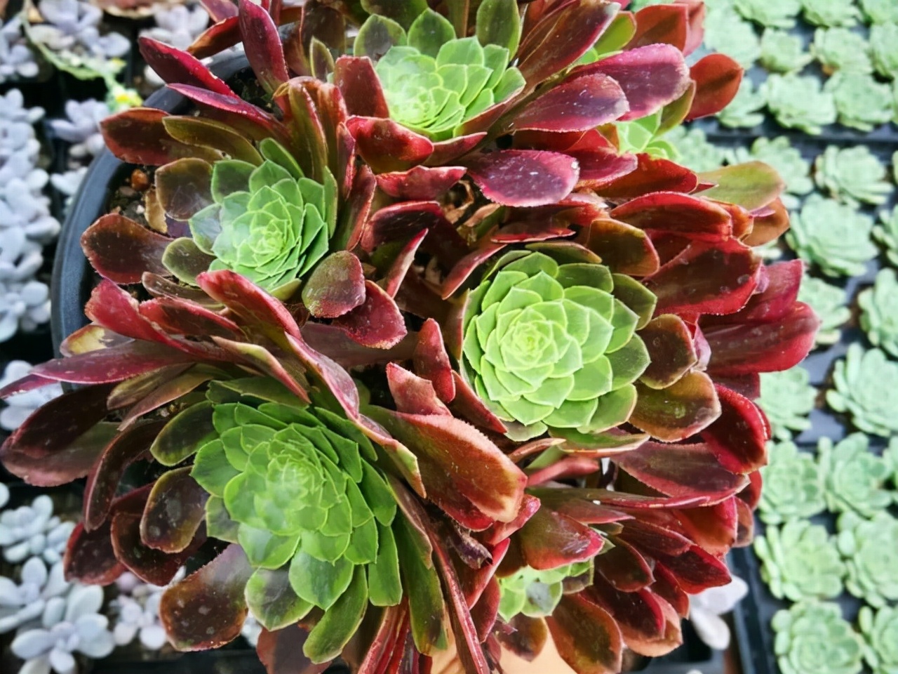 法师多肉品种和图片(图文鉴赏法师多肉植物的品种大全)