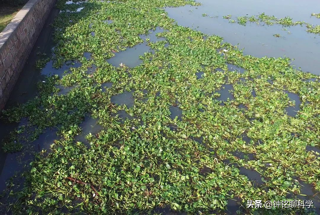 全城“围剿”！加拿大一枝黄花祸害我国多地，为什么这么难控制？