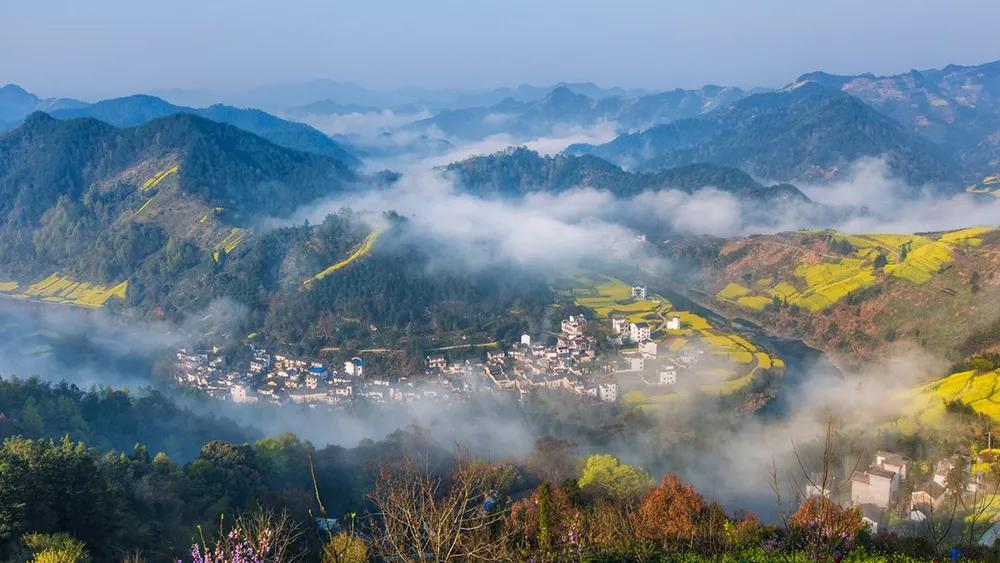 哪里看油菜花,哪里看油菜花最好