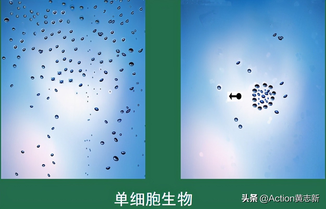 PPT解读04：“阿米巴经营”名称的由来