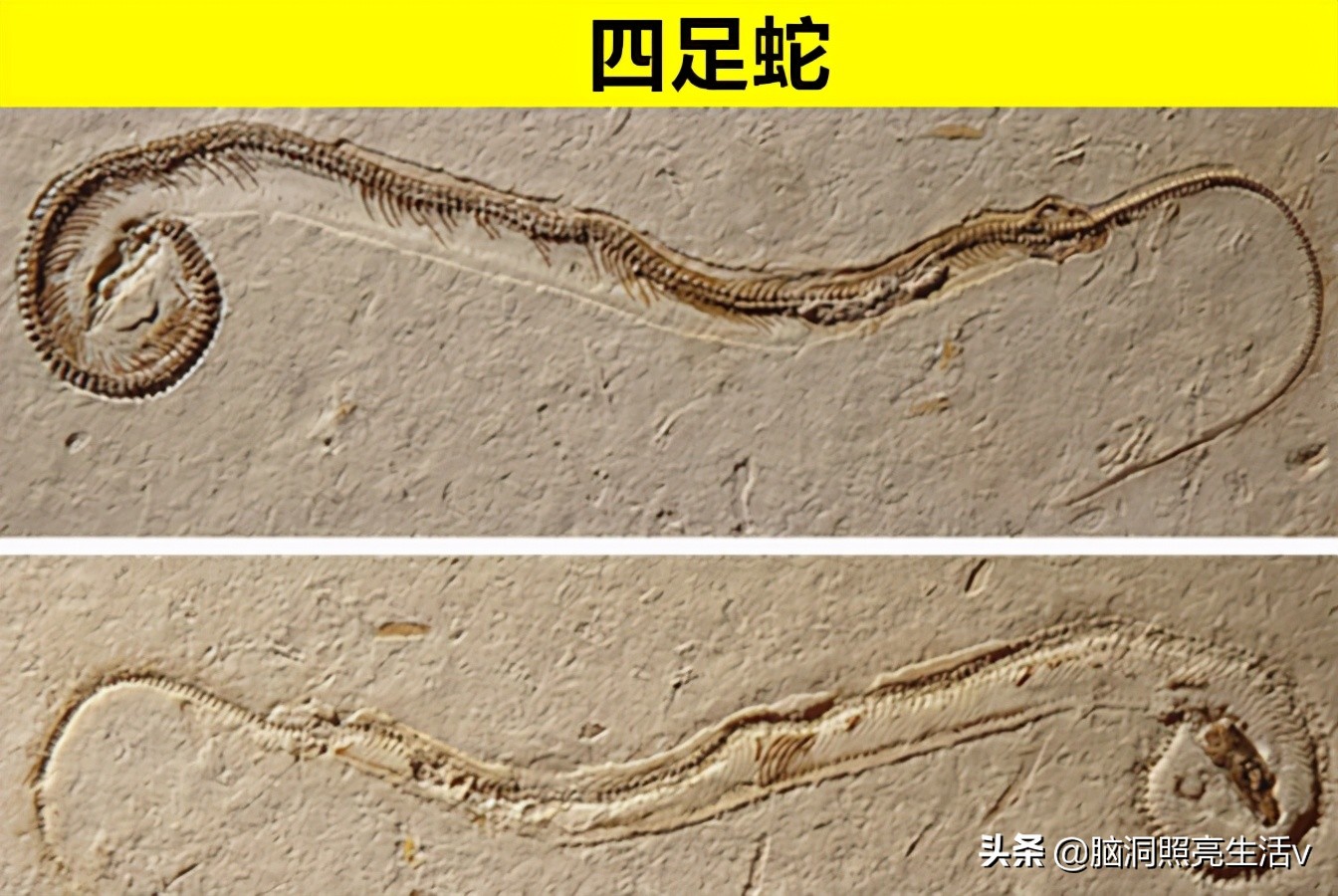 鲜少有人能够知晓的，8个只存在于史前文明的神秘动物