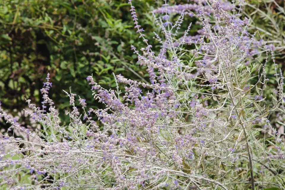25种在秋天里盛开的花朵,颜值高、花量大,不少还很耐寒