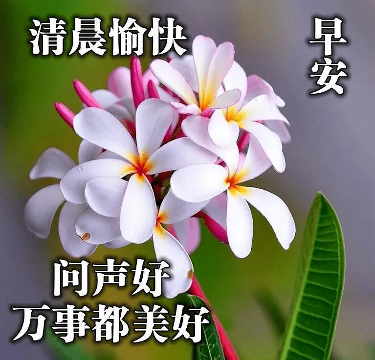 早安吉祥：送上真心的祝福，祝天天开心！乐得舒坦，早安