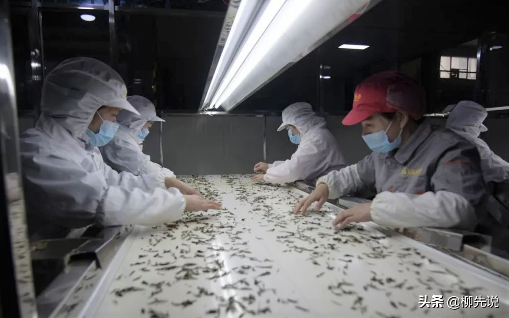 誰是真正的“茶王”？2021中國茶葉品牌排名公布：冠軍價值16.8億