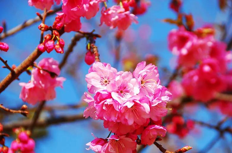 樱花的特点描写(盘点国内樱花常见的品种)