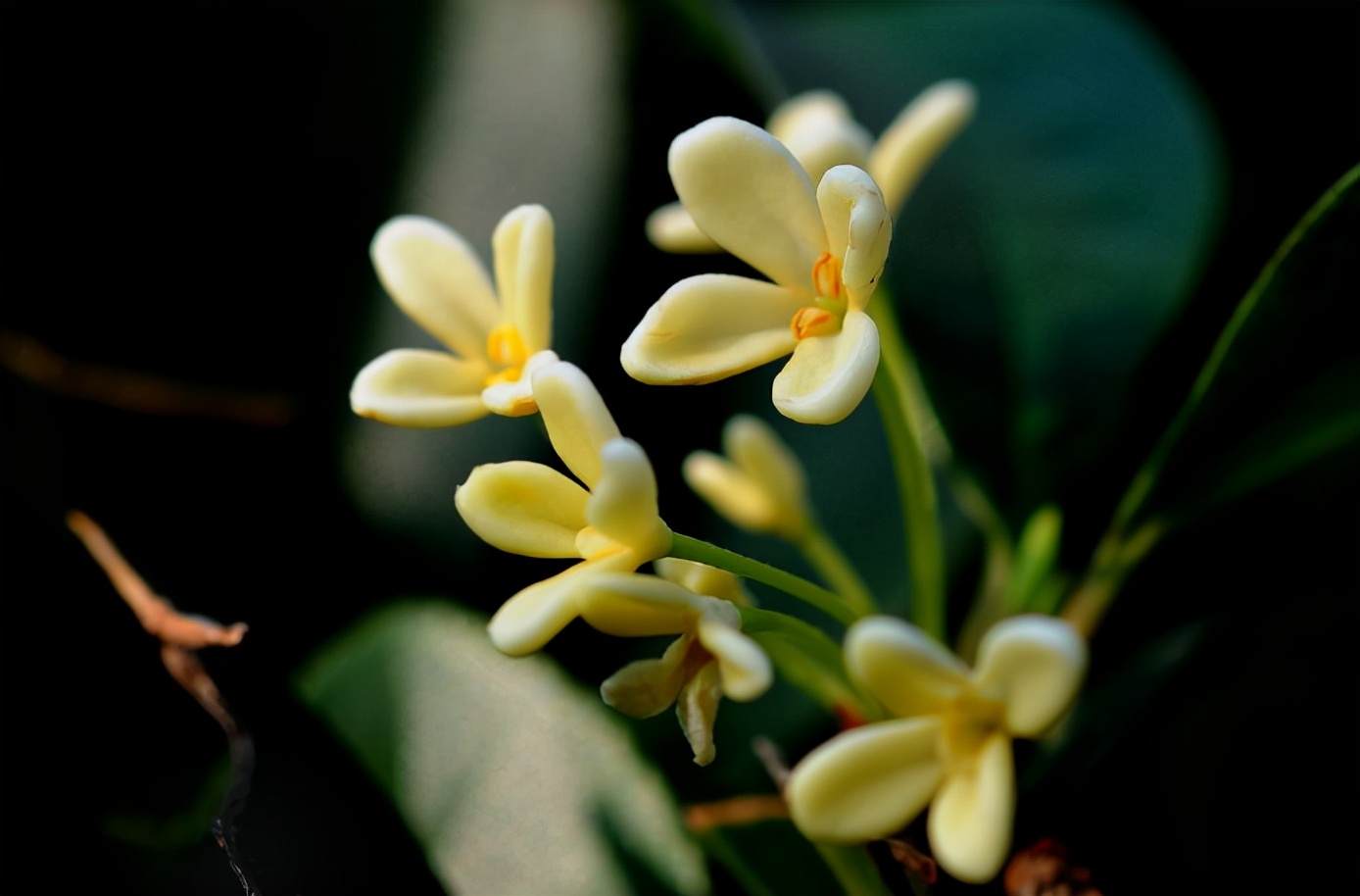 桂花 诗词(浓香满衣袂 不觉桂花开，十五首桂花的诗词，桂花香，秋意浓)