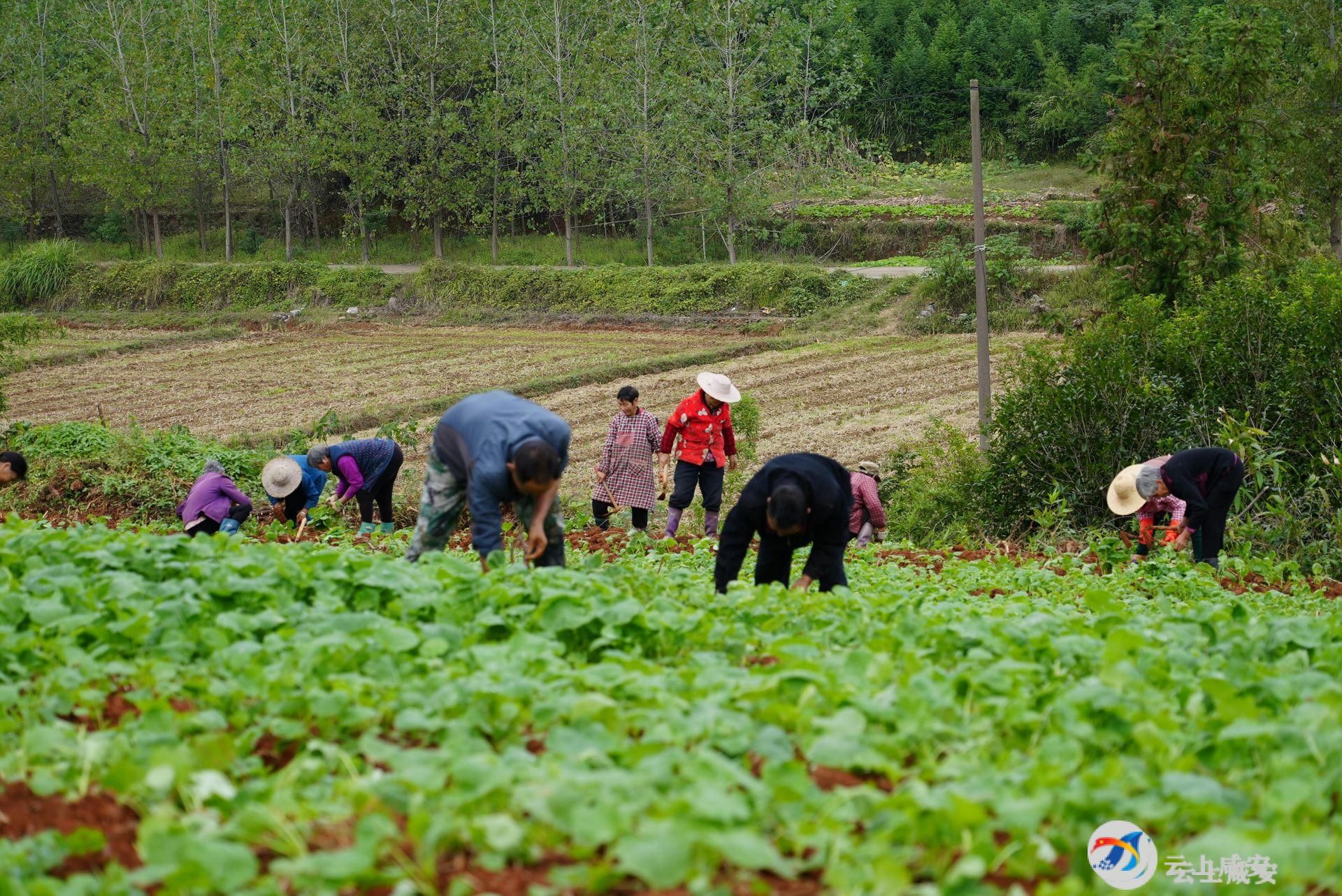 秋雨綿綿潤山田，油菜移栽正當(dāng)時(shí)