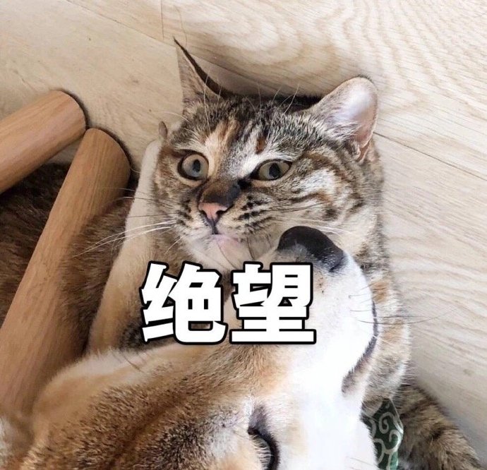 猫咪表情包合集｜老子可爱吗？