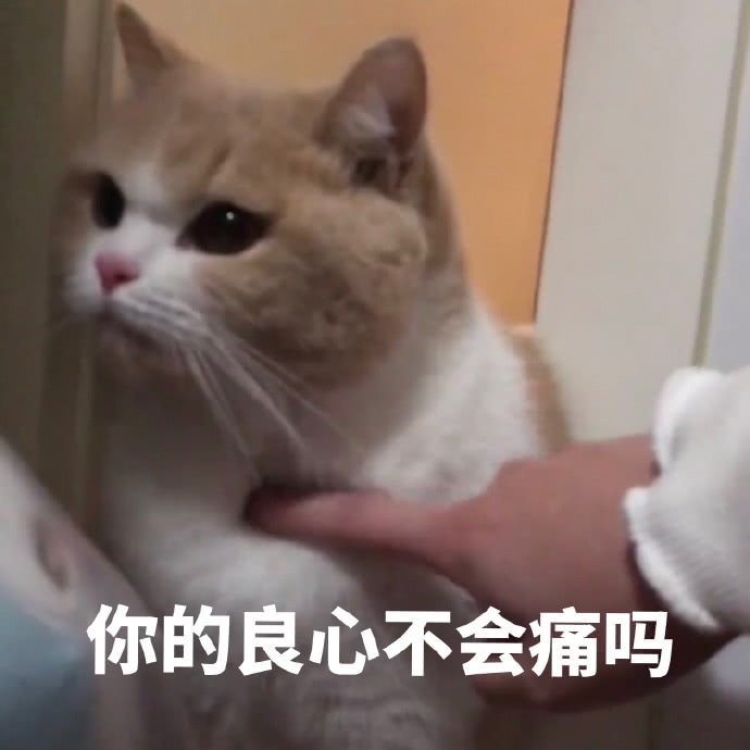 猫咪表情包：你的良心不会痛吗