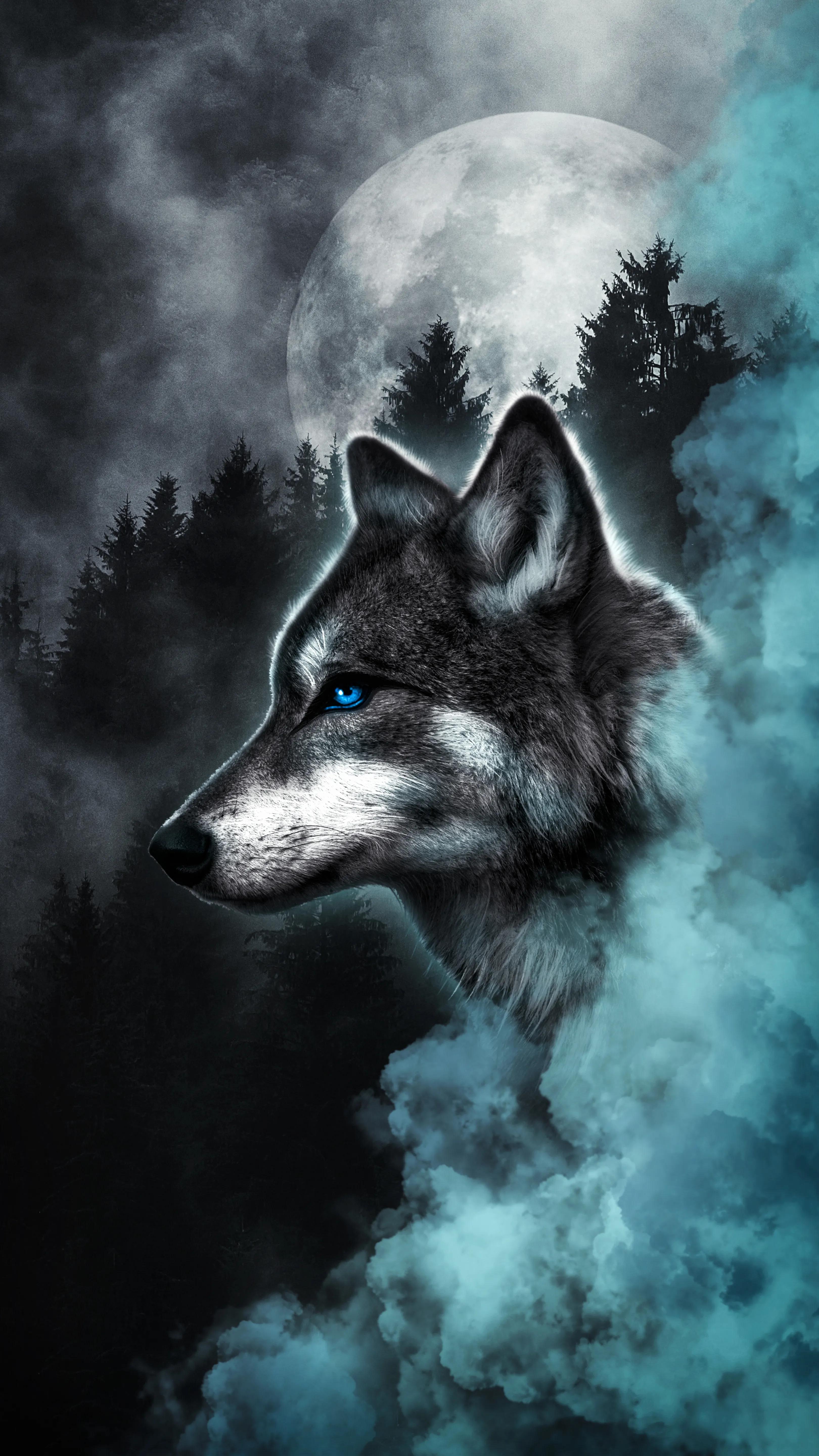 4k壁纸|狼,经过无数次残酷争斗,在狼的世界,只相信强者