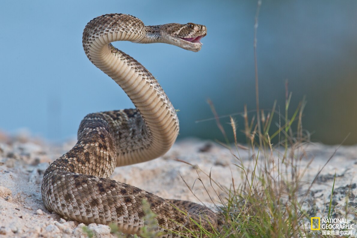尤卡坦响尾蛇图片