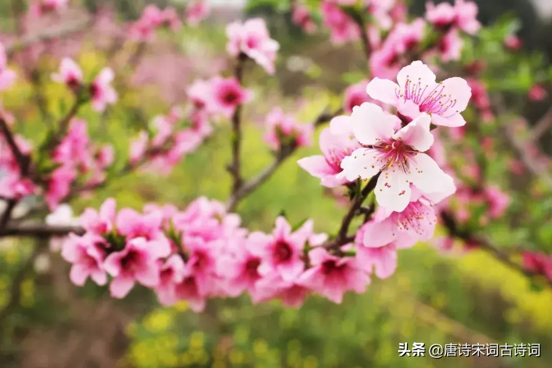 48首桃花诗词,许你十里桃花,遇见最美的桃花