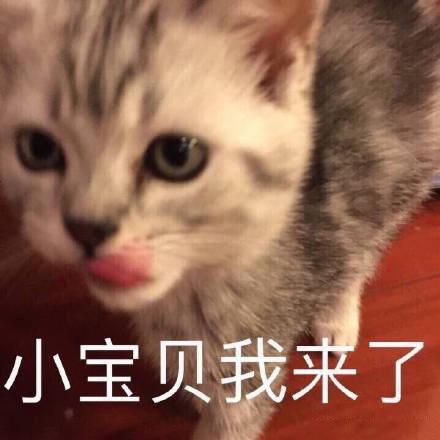 可爱猫咪的表情包我的悲伤大概有这么大