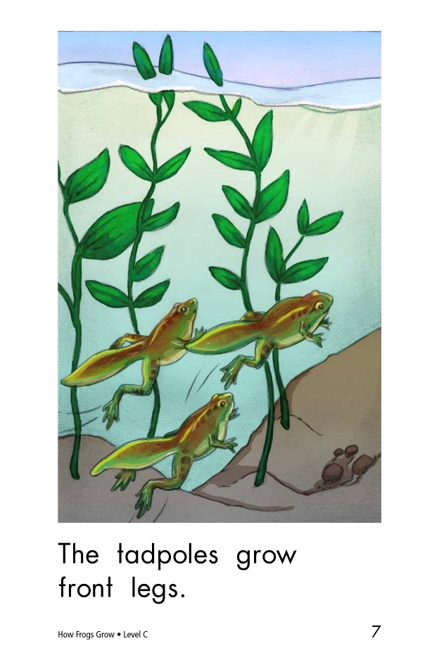 小蝌蚪從卵子裡鑽了出來the tadpoles have long tails.