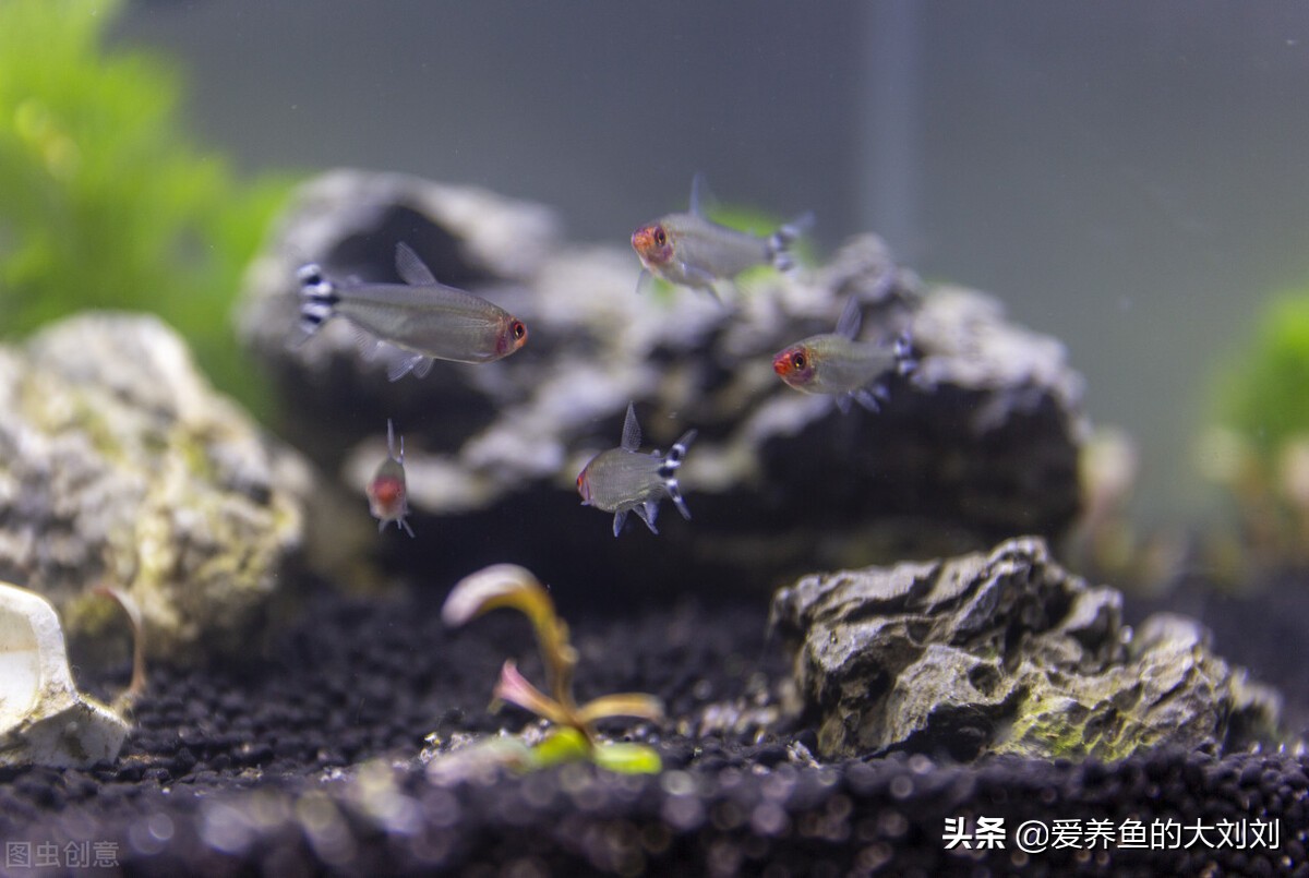 養魚養幾條好?,養魚養幾條好?清道夫算數嗎