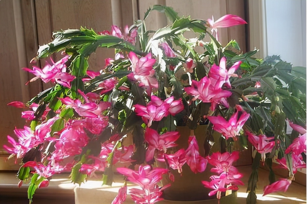 什么花不适合家里养（不适合家里养的32种花）
