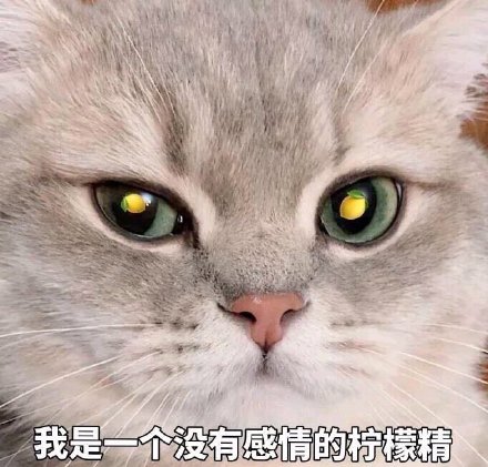 猫咪表情包合集｜我没事，我很快乐